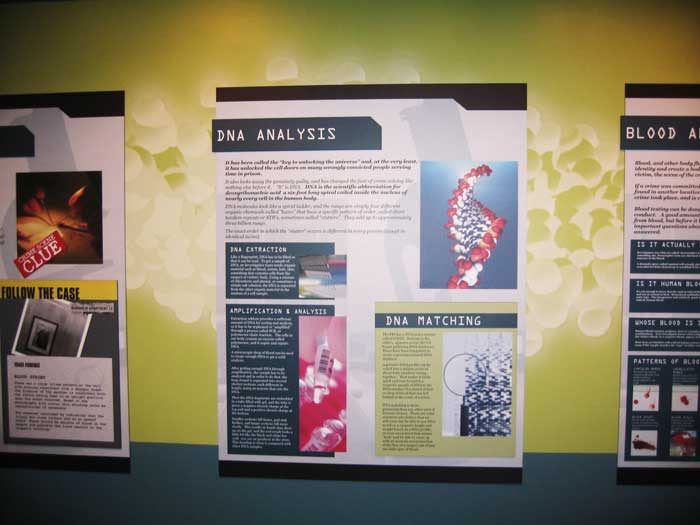 DNA Analysis infographic at the Crime & Punishment Museum in Washington, DC
